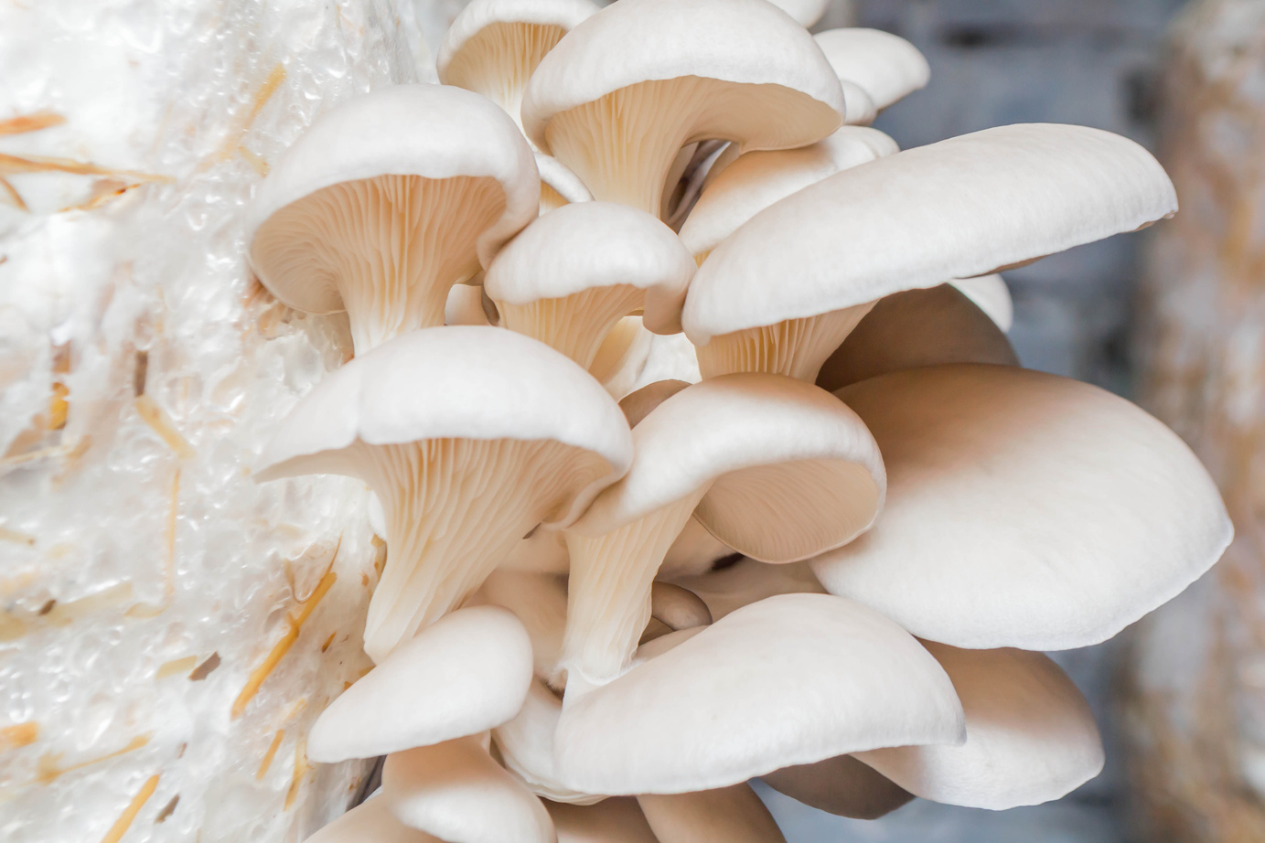 Mushrooms oyster