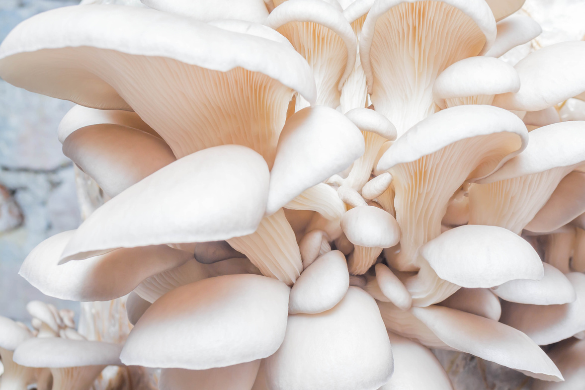 Mushrooms oyster