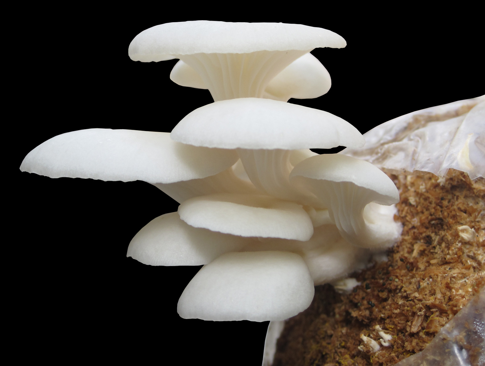 Oyster mushroom